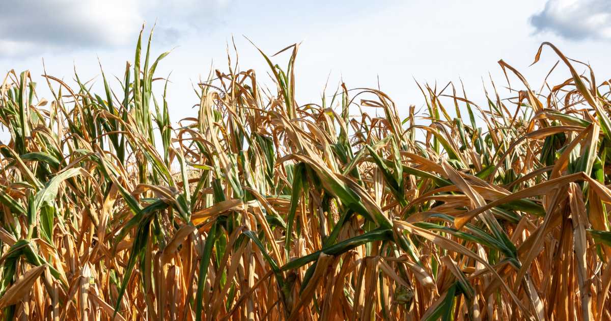 Corn crop damage